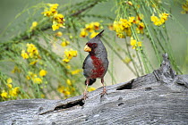 Pyrrhuloxia (Cardinalis sinuatus) perching on log, Rio Grande Valley, Texas