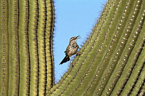 Cactus Wren (Campylorhynchus brunneicapillus) perched on Saguaro (Carnegiea gigantea) cactus, Arizona