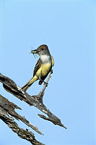 Brown-crested Flycatcher (Myiarchus tyrannulus) with grasshopper in beak, Texas