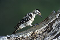Ladder-backed Woodpecker (Picoides scalaris) on tree, Texas