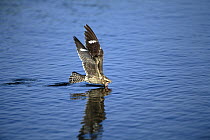 Common Nighthawk (Chordeiles minor) skimming water off of lake while flying, Texas