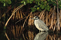 Yellow-crowned Night-Heron (Nyctanassa violacea) wading among Mangrove roots, Florida