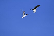 Black Skimmer (Rynchops niger) pair in air in courtship display, Long Island, New York