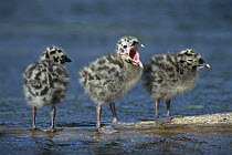 Mew Gull (Larus canus) three chicks standing on submerged log with one calling, Anchorage, Alaska
