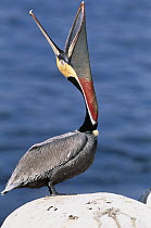 Brown Pelican (Pelecanus occidentalis), La Jolla, California