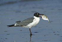 Laughing Gull (Leucophaeus atricilla) with Gulf Butterfish (Peprilus triacanthus) in mouth, too large to swallow whole, the bird eventually pecked it into smaller pieces, Texas