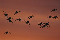 Canvasback (Aythya valisineria) duck, flock coming in to land, sunrise, Long Island, New York