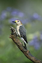 Golden-fronted Woodpecker (Melanerpes aurifrons) perching, Rio Grande Valley, Texas