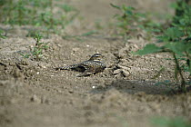 Lesser Nighthawk (Chordeiles acutipennis) distraction display, Rio Grande Valley, Texas