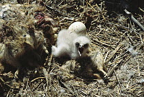 Golden Eagle (Aquila chrysaetos) chick calling in nest surrounded by sibling's unhatched egg and prey, Chihuahua, Mexico