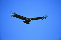 California Condor (Gymnogyps californianus) flying, Hopper Mountain National Wildlife Refuge, California