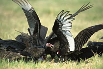 Turkey Vulture (Cathartes aura) feeding on carcass, Rio Grande Valley, Texas