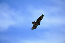 Turkey Vulture (Cathartes aura) flying, Florida