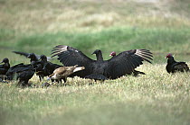 American Black Vulture (Coragyps atratus), Crested Caracara (Caracara cheriway), and Turkey Vulture (Cathartes aura) scavenging on carcass, Rio Grande Valley, Texas
