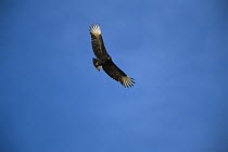 American Black Vulture (Coragyps atratus) flying, Florida