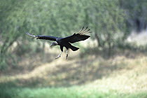 American Black Vulture (Coragyps atratus) landing, Rio Grande Valley, Texas