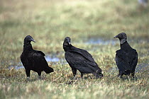 American Black Vulture (Coragyps atratus) three on ground, Rio Grande Valley, Texas