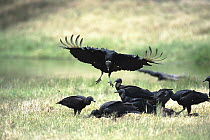 American Black Vulture (Coragyps atratus) group feeding on carcass, Rio Grande Valley, Texas
