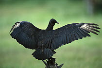 American Black Vulture (Coragyps atratus) spreading wings to dry, Texas