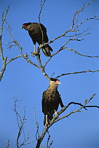 Crested Caracara (Caracara cheriway) adult and juvenile perching in tree, Rio Grande Valley, Texas