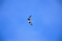 White-tailed Kite (Elanus leucurus) flying, Bolsa Chica Reserve, California