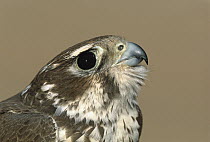 Prairie Falcon (Falco mexicanus) close-up portrait at banding station, Sulphur Springs Valley, Arizona