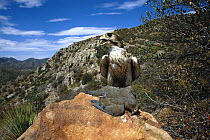 Prairie Falcon (Falco mexicanus) with Mourning Dove (Zenaida macroura), Arizona