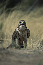 Prairie Falcon (Falco mexicanus) calling on ground, Tucson, Arizona