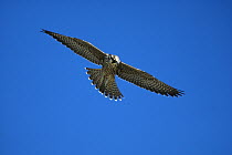 Peregrine Falcon (Falco peregrinus) flying, Fire Island Barrier Beach, Long Island, New York