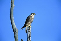 Peregrine Falcon (Falco peregrinus) perched in tree, Bolsa Chica Reserve, California