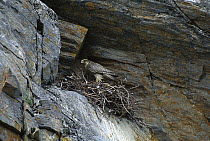 Gyrfalcon (Falco rusticolus) parent at nest built under rock overhang, Nome, Alaska