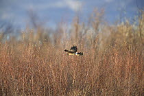 Northern Harrier (Circus cyaneus) female flying, Bosque del Apache National Wildlife Refuge, New Mexico