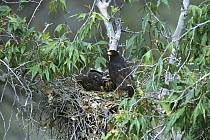Common Black-hawk (Buteogallus anthracinus) adult and juvenile on nest, Aravaipa Canyon, Arizona