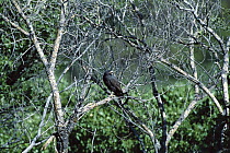 Common Black-hawk (Buteogallus anthracinus) calling from perch, Aravaipa Canyon, Arizona