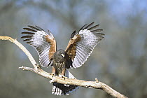 Harris' Hawk (Parabuteo unicinctus) perching on branch with wings spread, southeast Arizona