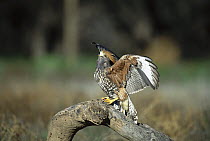 Harris' Hawk (Parabuteo unicinctus) perching on branch protecting prey, southeast Arizona