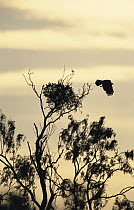 Harris' Hawk (Parabuteo unicinctus) taking off from tree, Rio Grande Valley, Texas