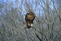 Red-tailed Hawk (Buteo jamaicensis) adult rufous morph perching, Sulphur Springs Valley, Arizona