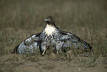 Red-tailed Hawk (Buteo jamaicensis) on ground with wings spread open, front view, Sulphur Springs Valley, Arizona