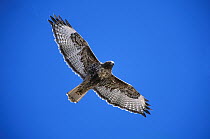 Red-tailed Hawk (Buteo jamaicensis) adult rufous morph flying, Sulphur Springs Valley, Arizona