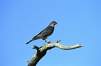 Sharp-shinned Hawk (Accipiter striatus) perched on branch, Cape May, New Jersey