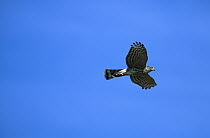 Sharp-shinned Hawk (Accipiter striatus) flying, Cape May, New Jersey