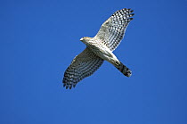 Cooper's Hawk (Accipiter cooperii) flying, Cape May, New Jersey
