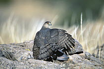 Cooper's Hawk (Accipiter cooperii) mantling prey, Chiricahua Mountains, Arizona