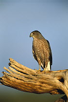 Cooper's Hawk (Accipiter cooperii) adult perched on dead giant Saguaro cactus, Green Valley, Arizona