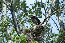Swainson's Hawk (Buteo swainsoni) juvenile at nest, Chiricahua Mountains, Arizona