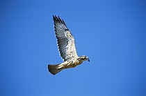 Swainson's Hawk (Buteo swainsoni) juvenile flying, Cape May, New Jersey