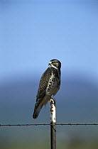 Swainson's Hawk (Buteo swainsoni) perched on fencepost, Sulphur Springs Valley, Arizona