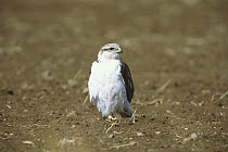 Ferruginous Hawk (Buteo regalis) on ground, Sulphur Springs Valley, Arizona