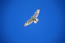 Ferruginous Hawk (Buteo regalis) juvenile light morph flying, Sulphur Springs Valley, Arizona
